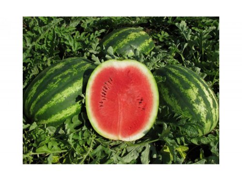 Agromarket hellas Kolovos MARIBO F1 (500 seeds)