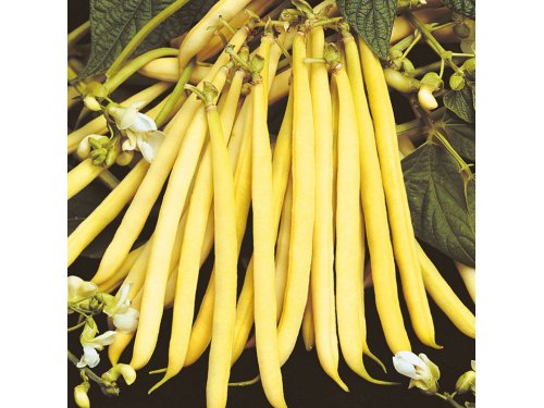 Agromarket hellas Kolovos Dwarf french yellow bean