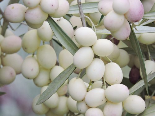 Agromarket hellas Kolovos White Olive