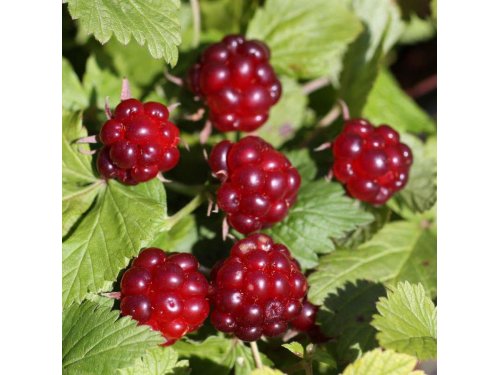Agromarket hellas Kolovos Rubus arcticus Beata™ 
