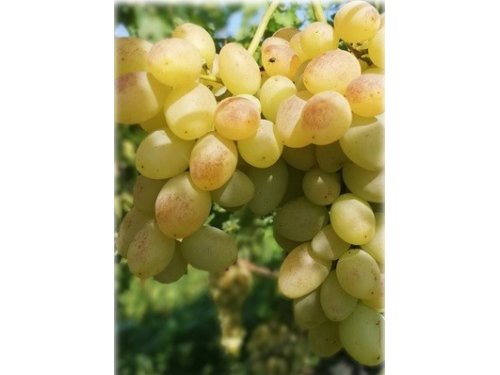 Agromarket hellas Kolovos Golden Lady® new Goldberry