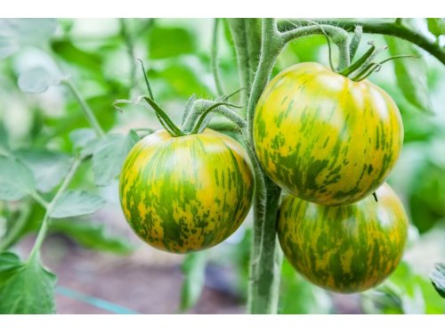 Agromarket hellas Kolovos Green striped tomato