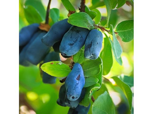 Agromarket hellas Kolovos Siberian Blueberry HoneyBee™ 
