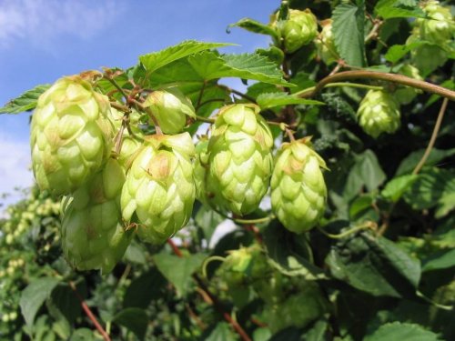 Agromarket hellas Kolovos Nordbrau ™ hops