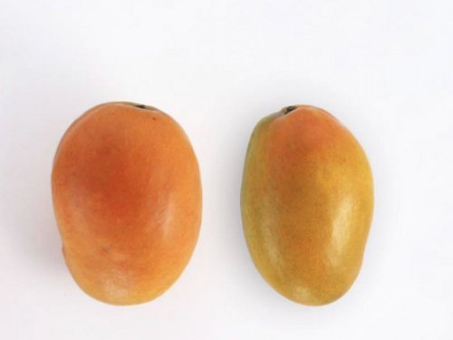 Agromarket hellas Kolovos Mango Gomera 3 