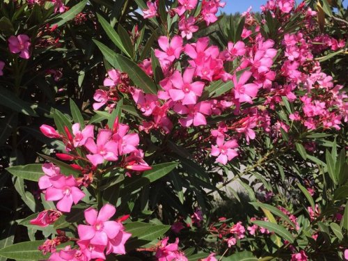 Agromarket hellas Kolovos Oleander pink