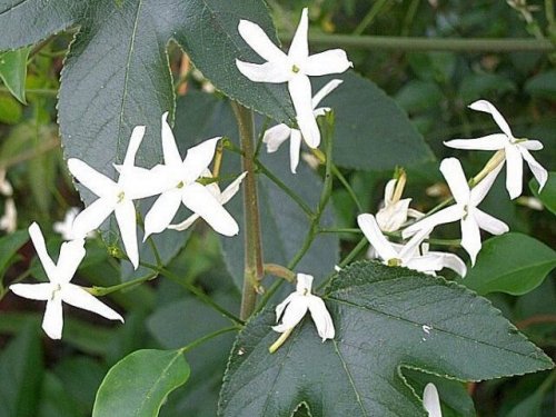 Agromarket hellas Kolovos Arabian jasmine (azoricum)