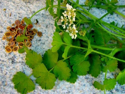 Agromarket hellas Kolovos Mediterranean hartwort (Kafkalithra)
