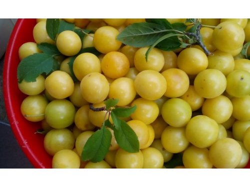 Agromarket hellas Kolovos cherry plum yellow