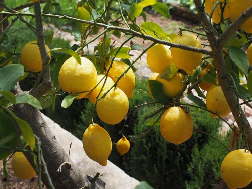 Agromarket hellas Kolovos Lemon Adamopoulou