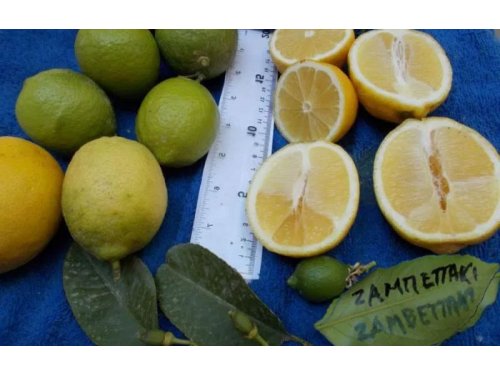 Agromarket hellas Kolovos Summer Lemon tree