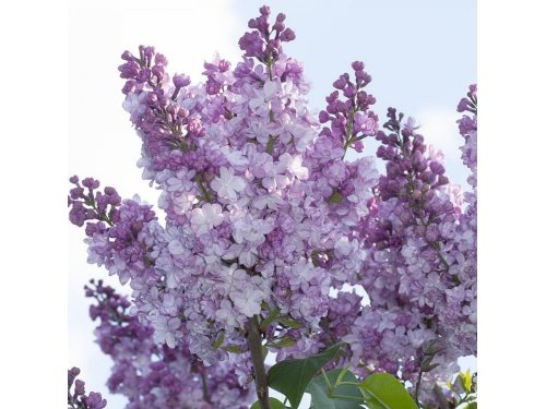 Agromarket hellas Kolovos Lilac General Pershing