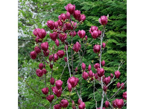 Agromarket hellas Kolovos Magnolia soulangeana "GENIE"