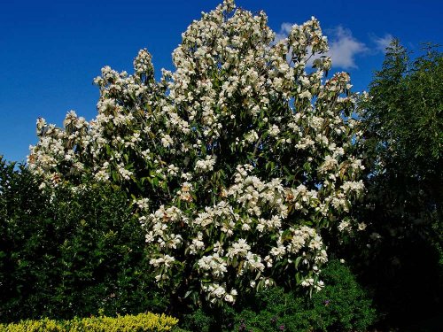Agromarket hellas Kolovos Magnolia grandiflora