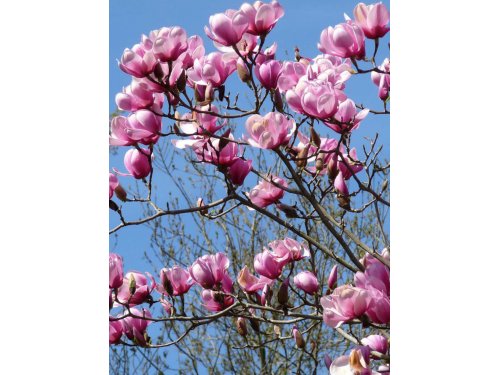 Agromarket hellas Kolovos Magnolia soulangeana "SERENE"