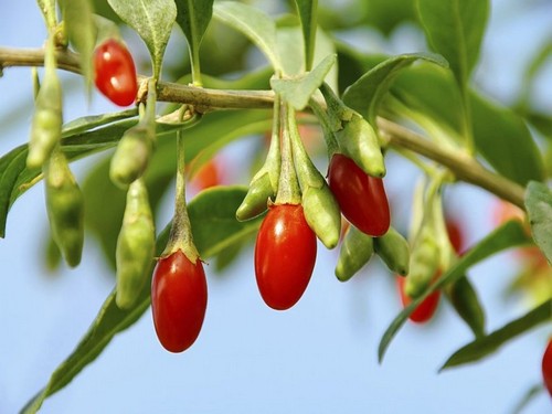 Agromarket hellas Kolovos Sweet Life Berry ® N1