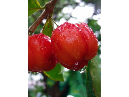 Agromarket hellas Kolovos Acerola ή Barbados Cherry (Malpighia glabra) ®