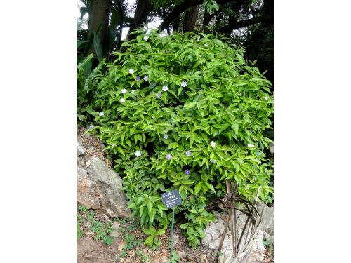 Agromarket hellas Kolovos Manacá (Brunfelsia uniflora) poison