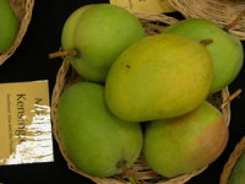 Agromarket hellas Kolovos Mango Kensington Pride ™