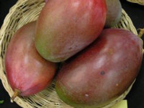 Agromarket hellas Kolovos Mango Osteen ™ 
