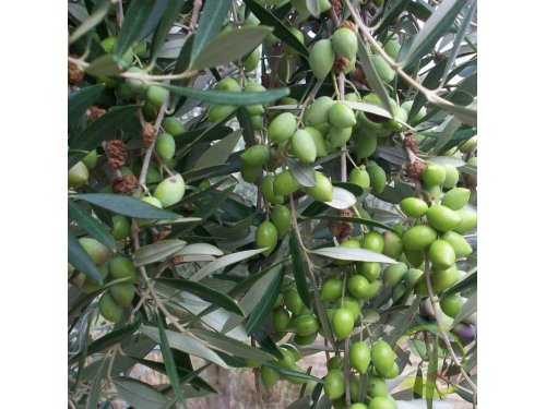 Agromarket hellas Kolovos Olives of Megara