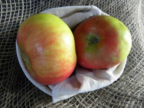 Μήλο Piatta (Πλατύκαρπο)