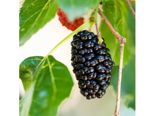 Agromarket hellas Kolovos Black Mulberry