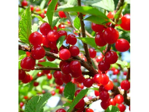 Agromarket hellas Kolovos Winter Cherry (Nanjing Cherry Berry)