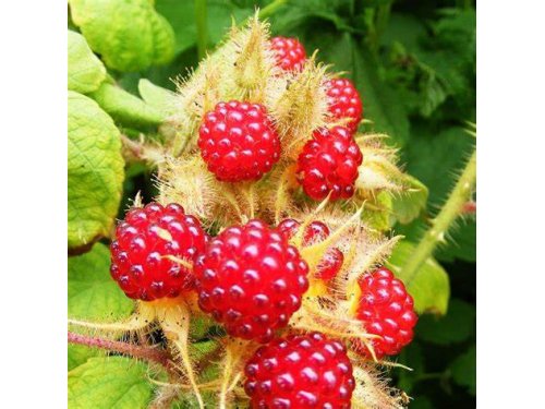 Agromarket hellas Kolovos Γιαπωνέζικο βατόμουρο Wineberry 
