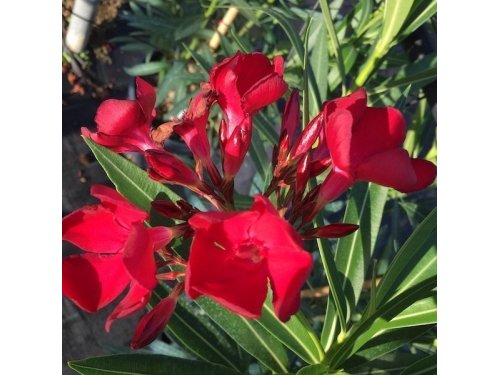 Agromarket hellas Kolovos Oleander red