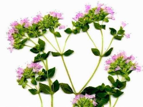 Agromarket hellas Kolovos Ρίγανη Κοινή (Origanum vulgare)