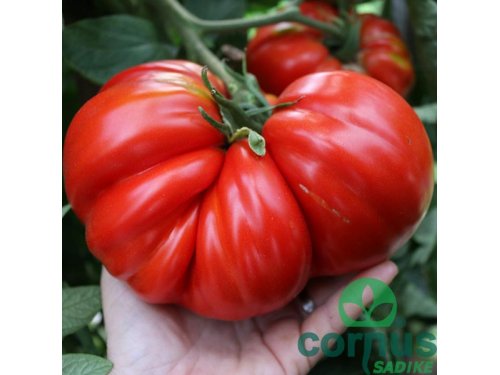 Agromarket hellas Kolovos Γίγαντας (Ciccio) 1kg 