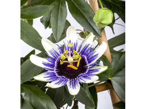 Agromarket hellas Kolovos Passiflora edulis SUNTROPICS ™ (passion fruit) 