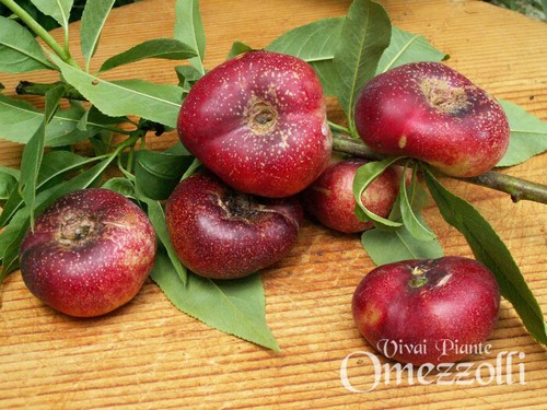Agromarket hellas Kolovos Saturn (Flat fruit nectarine)