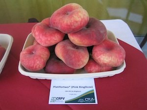 Agromarket hellas Kolovos Plate Peach or UFO original