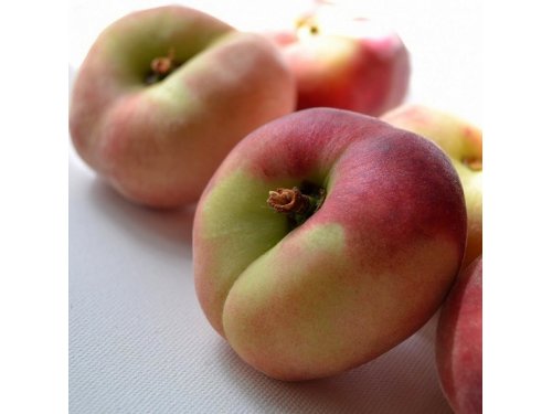 Agromarket hellas Kolovos Alessia™ Peach Flat UFO