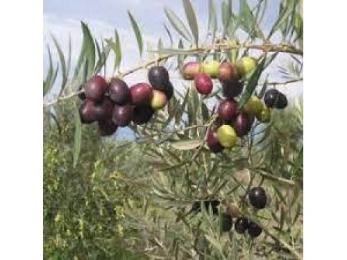 Agromarket hellas Kolovos Piqual olive