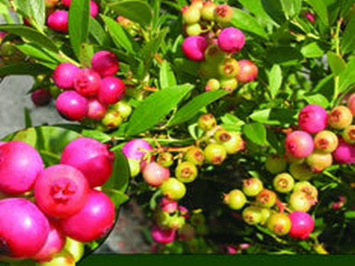 Agromarket hellas Kolovos Pink Lemonade (Pink Blueberry)