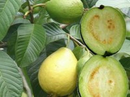 Agromarket hellas Kolovos Guava ®