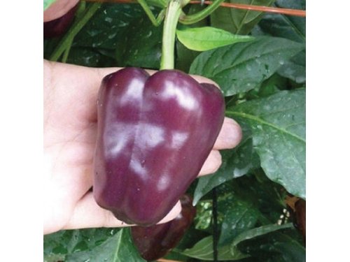 Agromarket hellas Kolovos Purple bell pepper