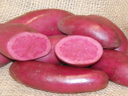 Agromarket hellas Kolovos Bolivian pink 15/2/2023
