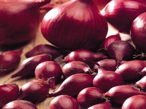 Agromarket hellas Kolovos Red baron onion set
