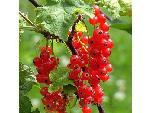 Agromarket hellas Kolovos Gooseberry red
