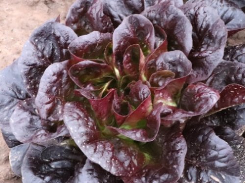 Agromarket hellas Kolovos Red lettuce (Butterhead)