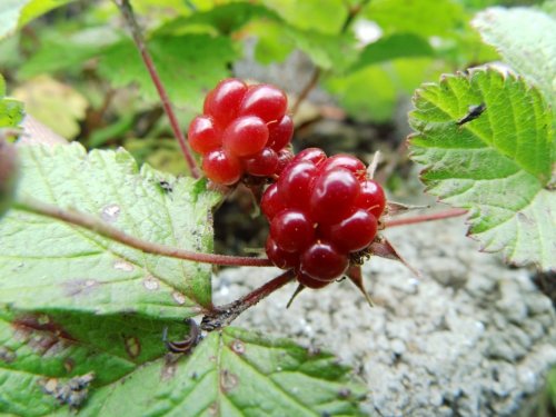 Agromarket hellas Kolovos Rubus arcticus Tarja™