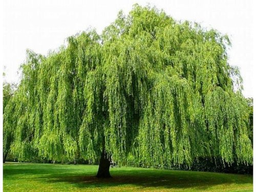 Agromarket hellas Kolovos Weeping Willow