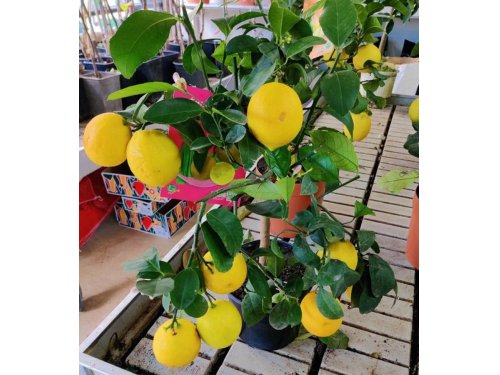 Agromarket hellas Kolovos 4 seasons Lemon tree