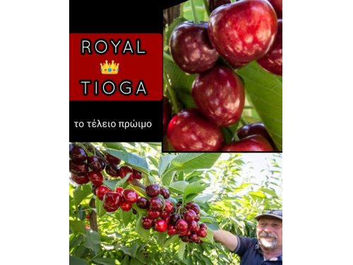 Agromarket hellas Kolovos Royal Tioga ® IPS 