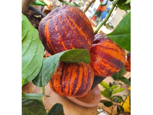 Agromarket hellas Kolovos Rainbow Arcobal Orange ™ (Πορτοκάλι) 