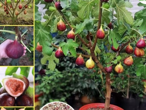 Agromarket hellas Kolovos Fico Bonsai™ Dwarf Fig